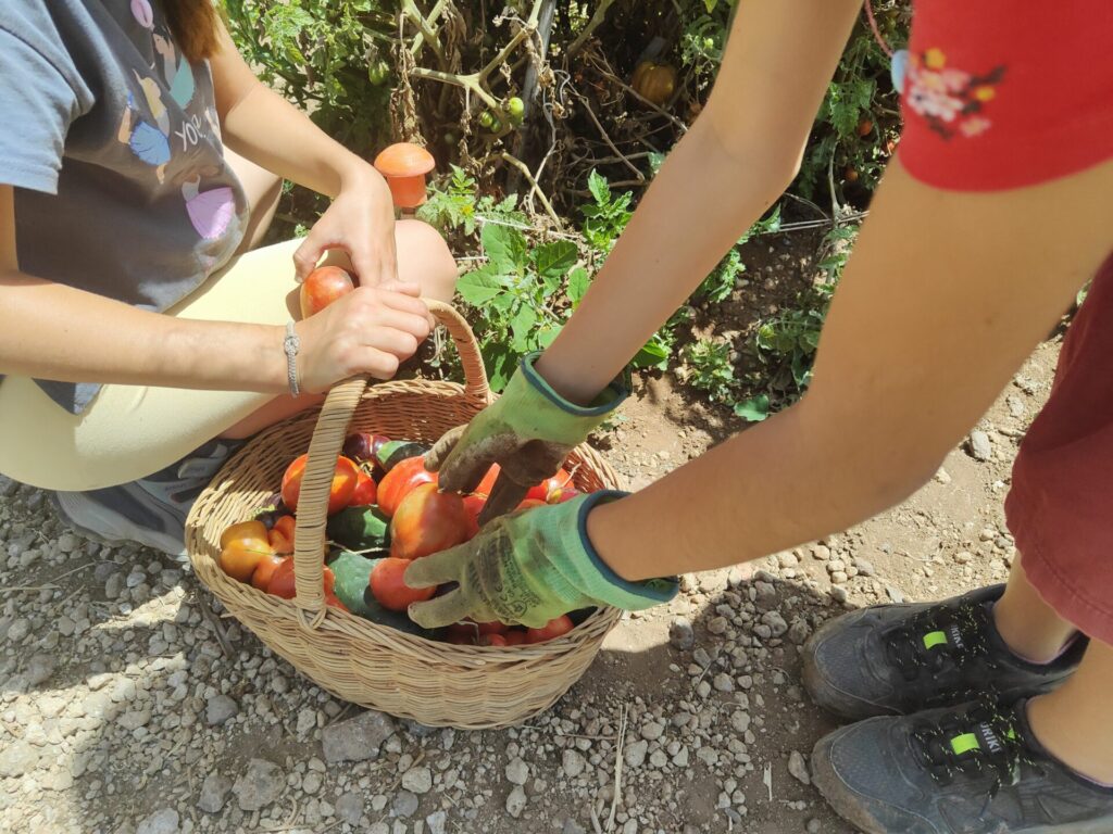 IMG20250617123310 (1)